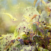 Buy canvas prints of Wild Clematis by Dawn Cox