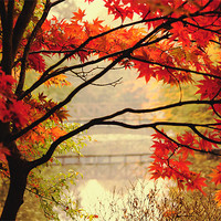 Buy canvas prints of Vibrant Autumn Colour by Dawn Cox