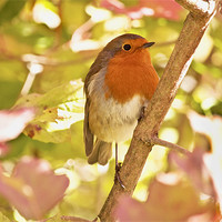 Buy canvas prints of Robin waiting for a snack by Dawn Cox