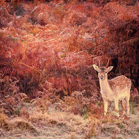 Buy canvas prints of Bambi by Dawn Cox