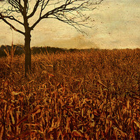 Buy canvas prints of Corn field in Autumn by Dawn Cox
