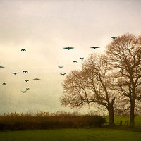 Buy canvas prints of Where the Crows Fly by Dawn Cox