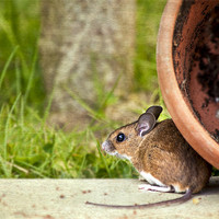 Buy canvas prints of Friendly Woodmouse by Dawn Cox