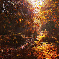 Buy canvas prints of Autumn walk in the Woods by Dawn Cox