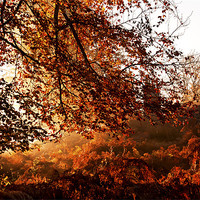 Buy canvas prints of Autumn Tones at Knole by Dawn Cox