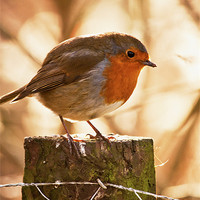 Buy canvas prints of Robin Redbreast on a post by Dawn Cox