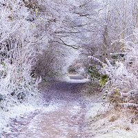 Buy canvas prints of The Lane to Narnia by Dawn Cox