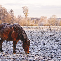 Buy canvas prints of Pony grazing in the frost by Dawn Cox