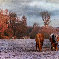 Buy canvas prints of Grazing side by side by Dawn Cox