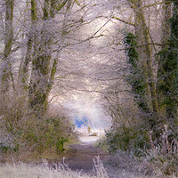Buy canvas prints of A Frosty Canopy by Dawn Cox
