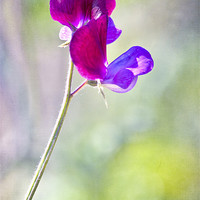 Buy canvas prints of Sweet Summer Sweet Pea by Dawn Cox