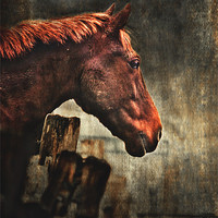 Buy canvas prints of War Horse by Dawn Cox