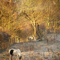 Buy canvas prints of Horse grazing in field near Otford Village by Dawn Cox