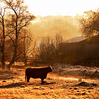 Buy canvas prints of Highland Cattle in Dawn light by Dawn Cox