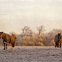 Buy canvas prints of Two horses in winter coats by Dawn Cox