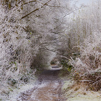 Buy canvas prints of frosty woodland pathway by Dawn Cox