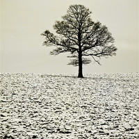 Buy canvas prints of Winter tree by Dawn Cox