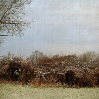 Buy canvas prints of The Hedgerow on a winters morning by Dawn Cox