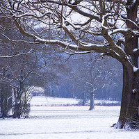 Buy canvas prints of Snow laden branches by Dawn Cox