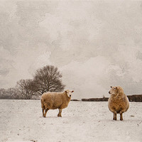Buy canvas prints of Great time for thick coats by Dawn Cox