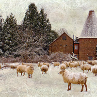 Buy canvas prints of Too cold even for sheep by Dawn Cox