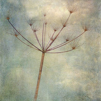 Buy canvas prints of carried on the wind by Dawn Cox
