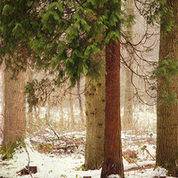 Buy canvas prints of a small corner of the pine forest by Dawn Cox