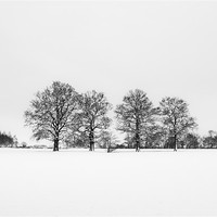 Buy canvas prints of Trees in the snow by Dawn Cox