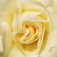 Buy canvas prints of Pale yellow Rose by Dawn Cox