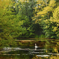 Buy canvas prints of Swan Lake by Dawn Cox