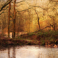 Buy canvas prints of Old Woods, Kent by Dawn Cox