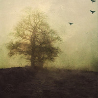 Buy canvas prints of lost in the fog by Dawn Cox