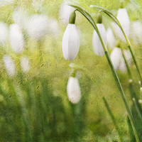 Buy canvas prints of Spring Snowdrops by Dawn Cox