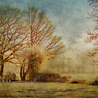 Buy canvas prints of The light through the trees by Dawn Cox