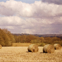 Buy canvas prints of Hay bales in field by Dawn Cox