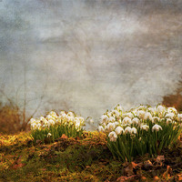 Buy canvas prints of Spring has sprung by Dawn Cox