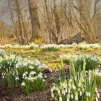 Buy canvas prints of Clusters of snowdrops by Dawn Cox