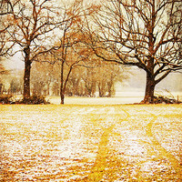 Buy canvas prints of Light snow flurries across the field by Dawn Cox