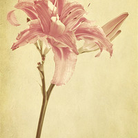 Buy canvas prints of pink lilly flower by Dawn Cox