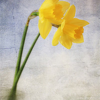 Buy canvas prints of Daffodils by Dawn Cox