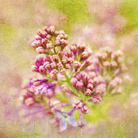 Buy canvas prints of Gathering lilacs by Dawn Cox