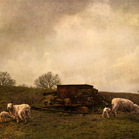 Buy canvas prints of Spring lambs by Dawn Cox