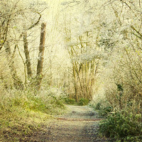 Buy canvas prints of enchanted footpath by Dawn Cox