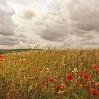 Buy canvas prints of Poppies on the Hill by Dawn Cox