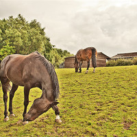 Buy canvas prints of Horses in a field by Dawn Cox