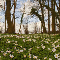 Buy canvas prints of Spring  Wood Anemones by Dawn Cox