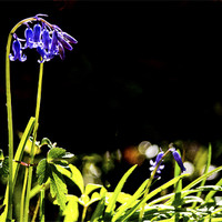 Buy canvas prints of First Bluebells by Dawn Cox