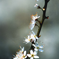 Buy canvas prints of Spring Blossom by Dawn Cox