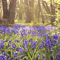 Buy canvas prints of Bluebell wood - Kent by Dawn Cox