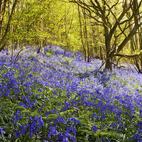 Buy canvas prints of Bluebells - Ide Hill by Dawn Cox